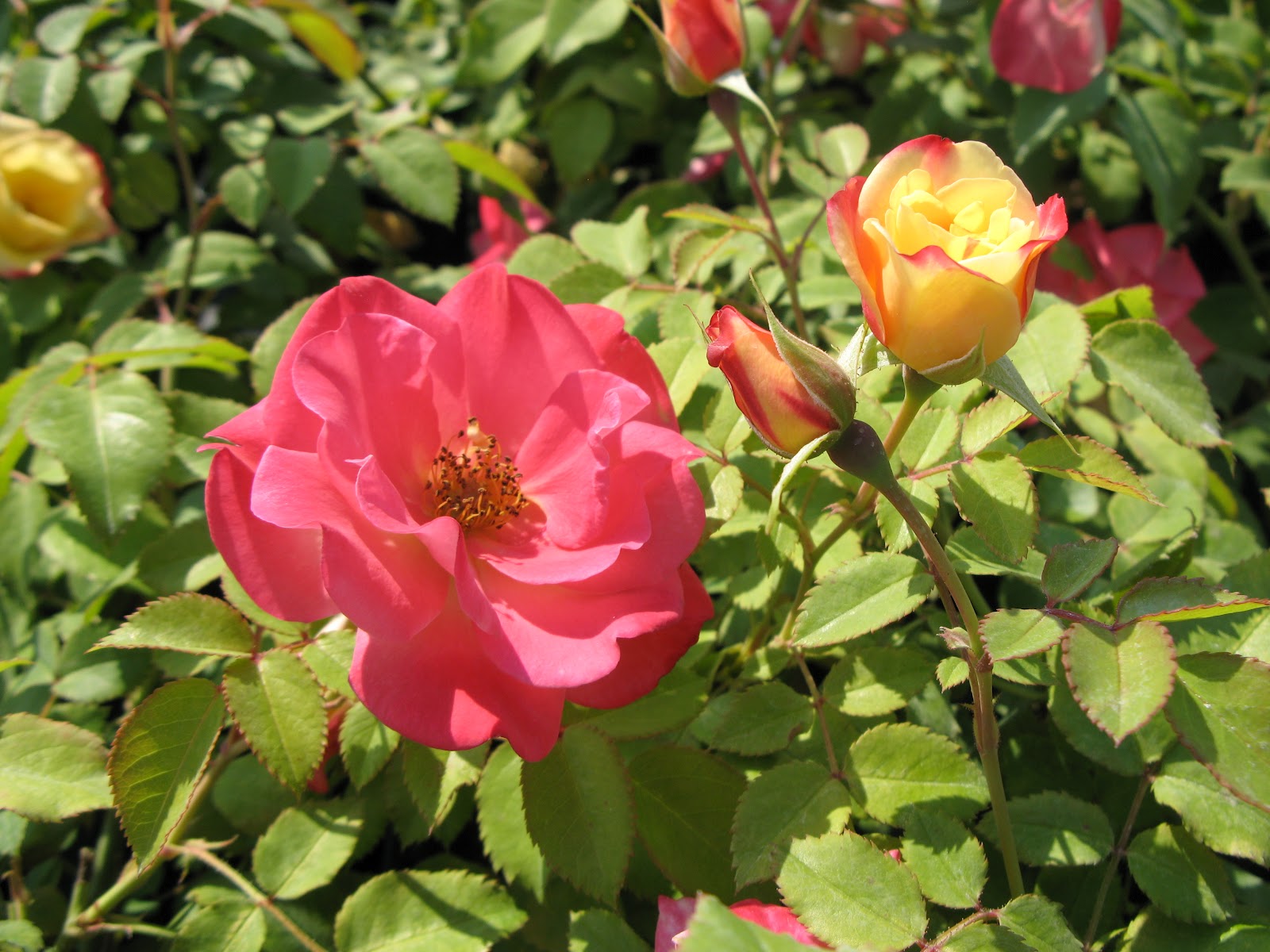 Роза Rosa Campfire